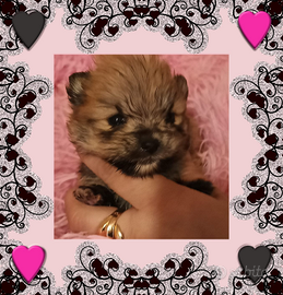 Spitz Pomerania pedigree enci