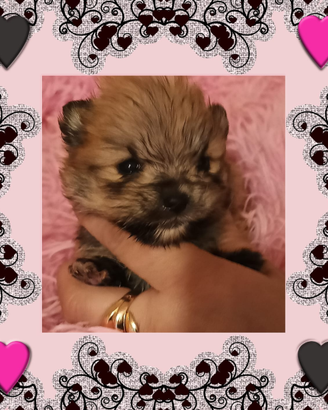 Spitz Pomerania pedigree enci