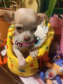 Chihuahua mini Toy piccola meraviglia