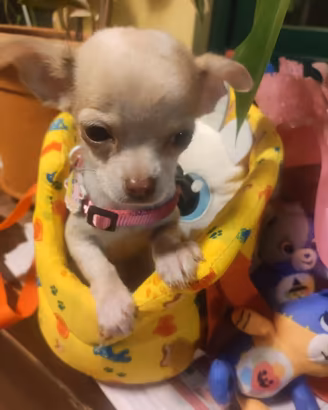 Chihuahua mini Toy piccola meraviglia