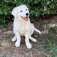 Cuccioli pastore maremmano abruzzese