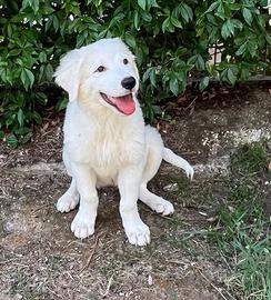 Cuccioli pastore maremmano abruzzese