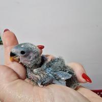 Inseparabili da imbecco