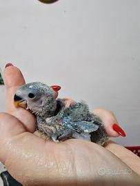 Inseparabili da imbecco