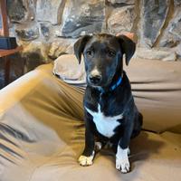 Cuccioli 3 mesi,incrocio labrador e border collie