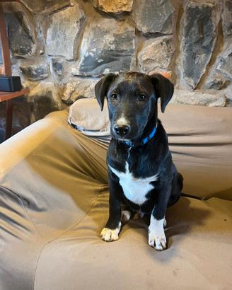 Cuccioli 3 mesi,incrocio labrador e border collie