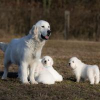 Golden retriver inglesi