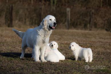 Golden retriver inglesi