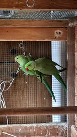 Parrocchetto dal collare