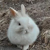 Coniglietti nani testa di leone