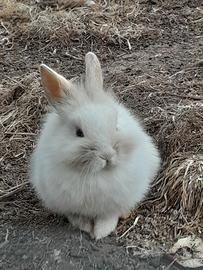 Coniglietti nani testa di leone