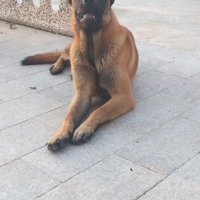 Pastore malinois