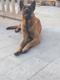 Pastore malinois
