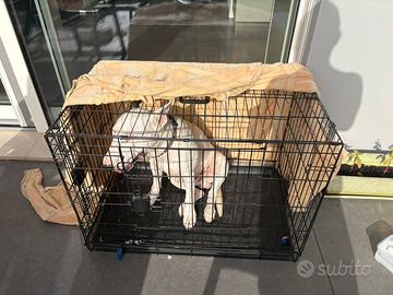 Kennel