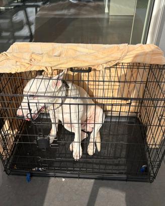 Kennel