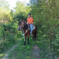 Doppia pony per passeggiate