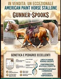 Palomino Gunner Paint horse