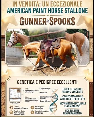 Palomino Gunner Paint horse