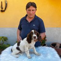 Cuccioli di Springer spaniel inglese