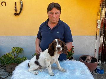 Cuccioli di Springer spaniel inglese