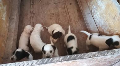 Setter inglesi alta genetica