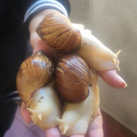 Chiocciole giganti africane