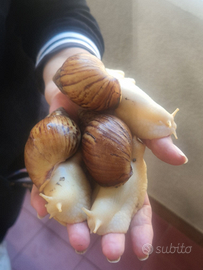 Chiocciole giganti africane