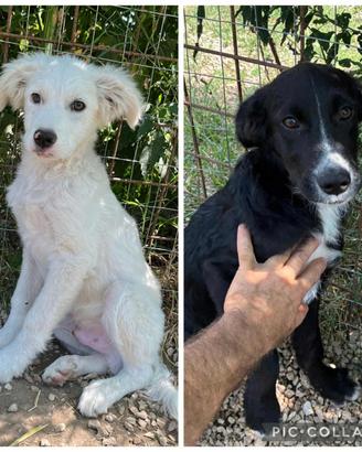 Cucciolo border collie miz in adozione