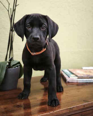 Cuccioli di labrador
