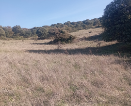 Terreno agricolo