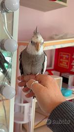 Calopsite faccia bianca