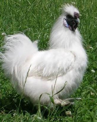 Gallo moroseta