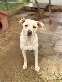 Labrador femmina