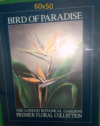 POSTER con CORNICE verde
