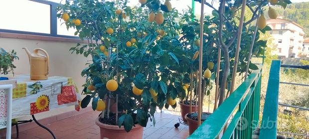 Limone, Pompelmo, Arancio.