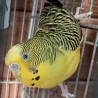 Cocorita femmina Clear Body portatrice di Ali Nere