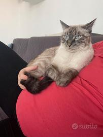 SIMBA E MEI . MICI 5 anni