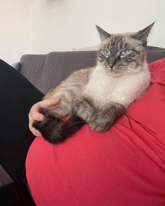 SIMBA E MEI . MICI 5 anni