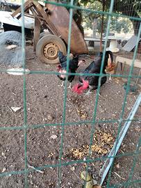 Polli e galline