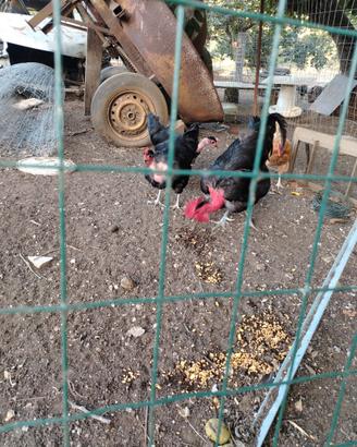 Polli e galline