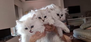 Allevamento Tirabaci British Longhair