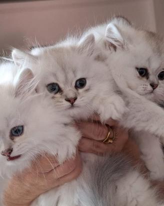 Allevamento Tirabaci British Longhair