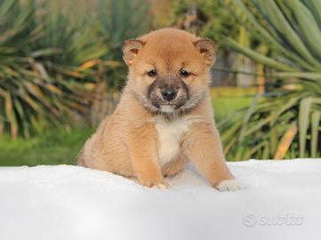 Maschietto di shiba inu fulvo rosso