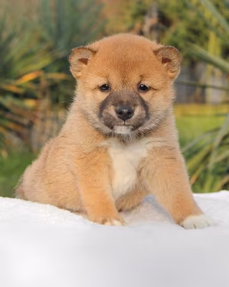 Maschietto di shiba inu fulvo rosso