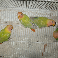 Inseparabili