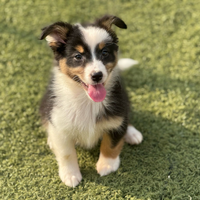 Pastore australiano con pedigree ENCI