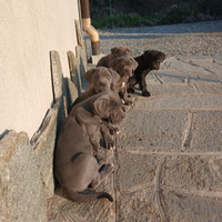 Ultimi cuccioli Cane corso disponibili