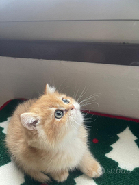 British golden ny12 cincillà