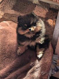 Cuccioli Spitz Volpino di Pomerania