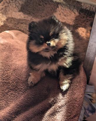 Cuccioli Spitz Volpino di Pomerania